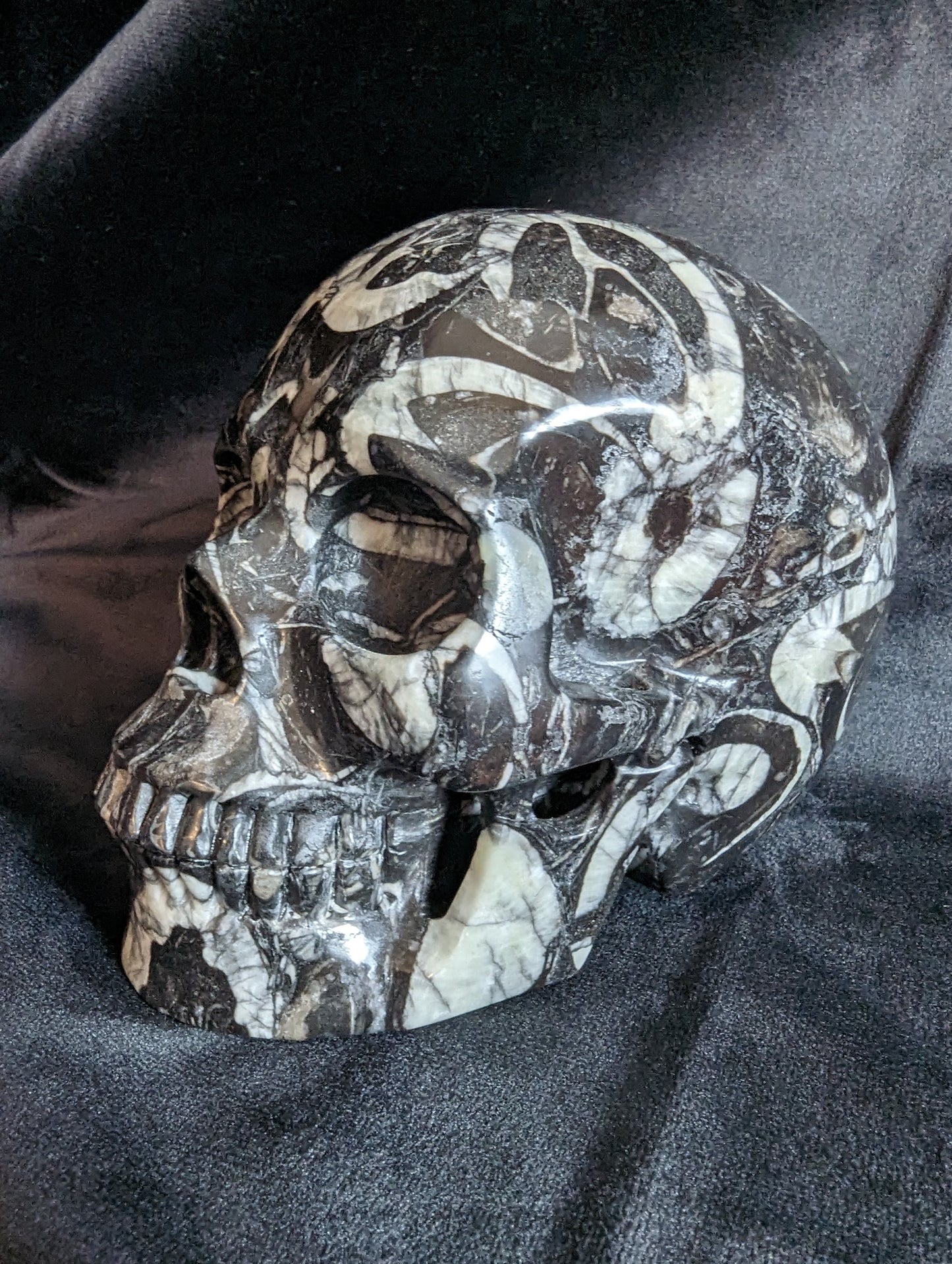 Orthoceras Fossil Skull Carving